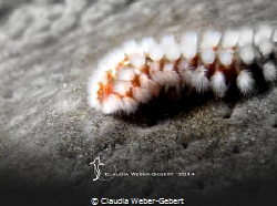 Fireworm ...on the moon by Claudia Weber-Gebert 